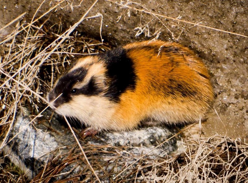 Сибирский лемминг Lemmus sibiricus