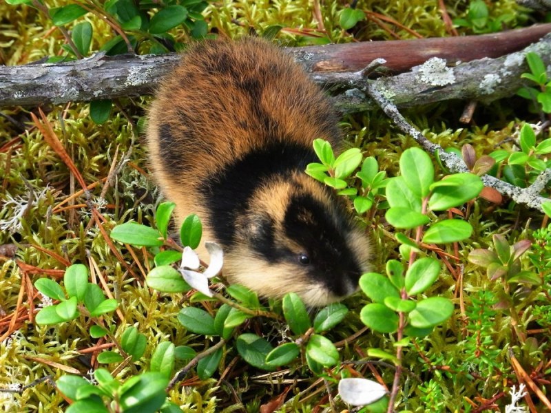 Сибирский лемминг Lemmus sibiricus