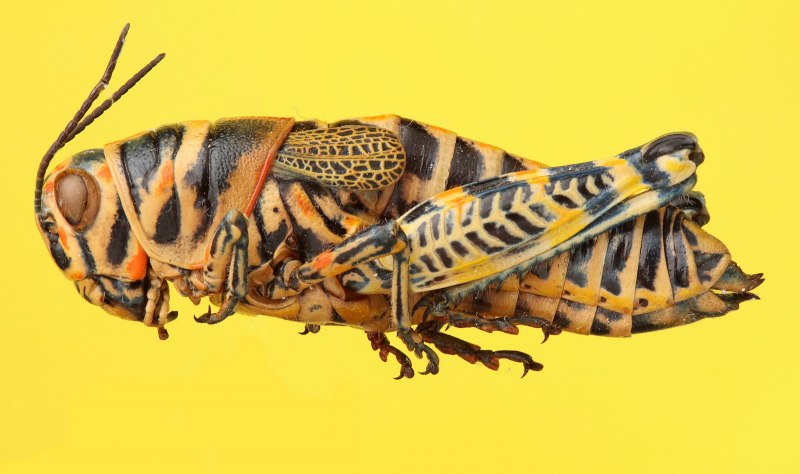 Радужный кузнечик Dactylotum bicolor
