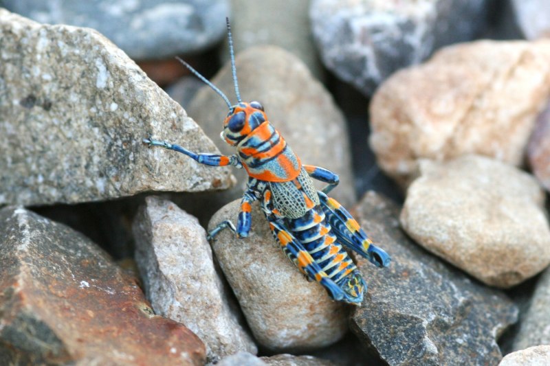 Кузнечик Dactylotum bicolor