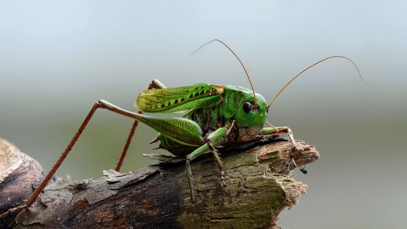Кузнечик амбликорифа