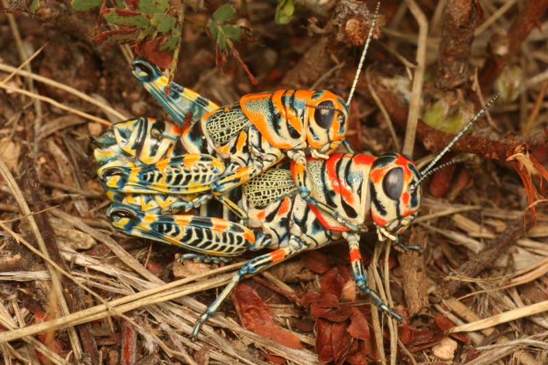Кузнечик Dactylotum bicolor