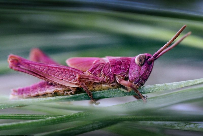 Zonocerus elegans