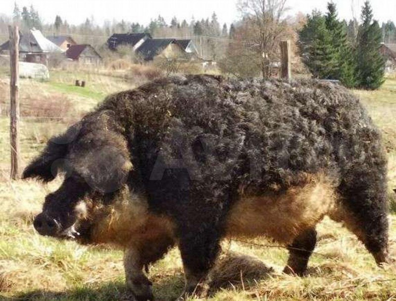 Свинья мангалица венгерская пуховая
