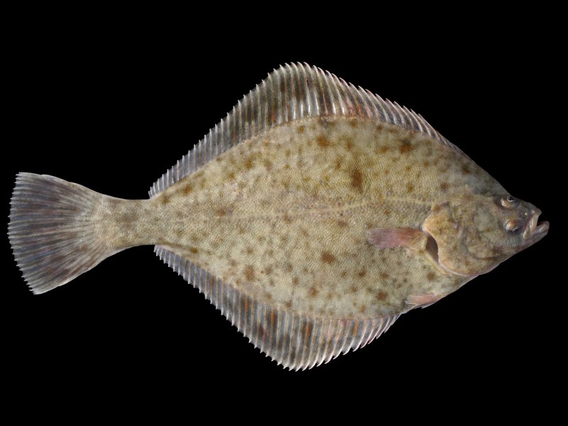 Морская камбала