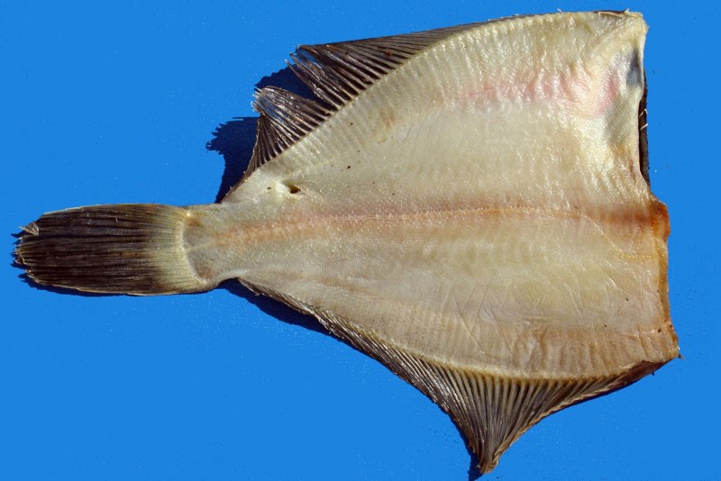 Морская камбала