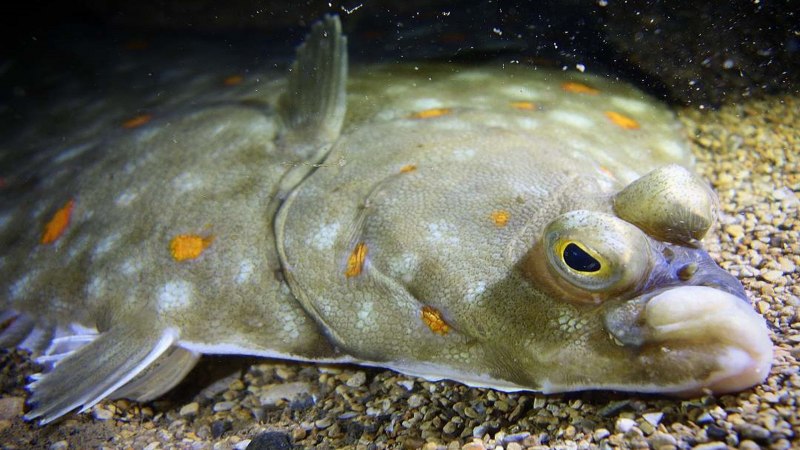 Морская камбала