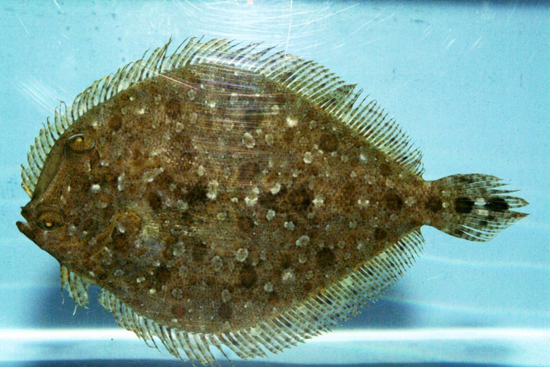 Морская плоская рыба похожая на камбалу