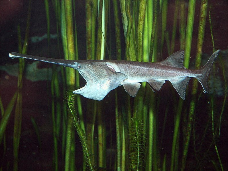 Веслонос (Polyodon spathula)