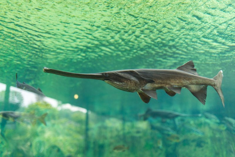 Веслонос (Polyodon spathula)
