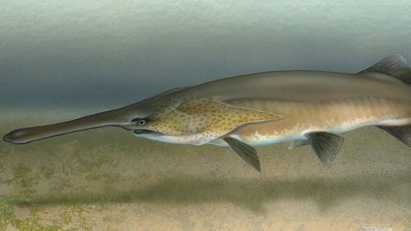 Китайский веслонос Psephurus Gladius