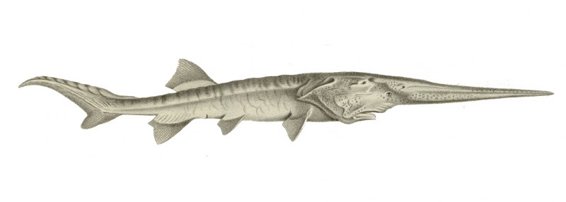 Веслонос (Psephurus Gladius)