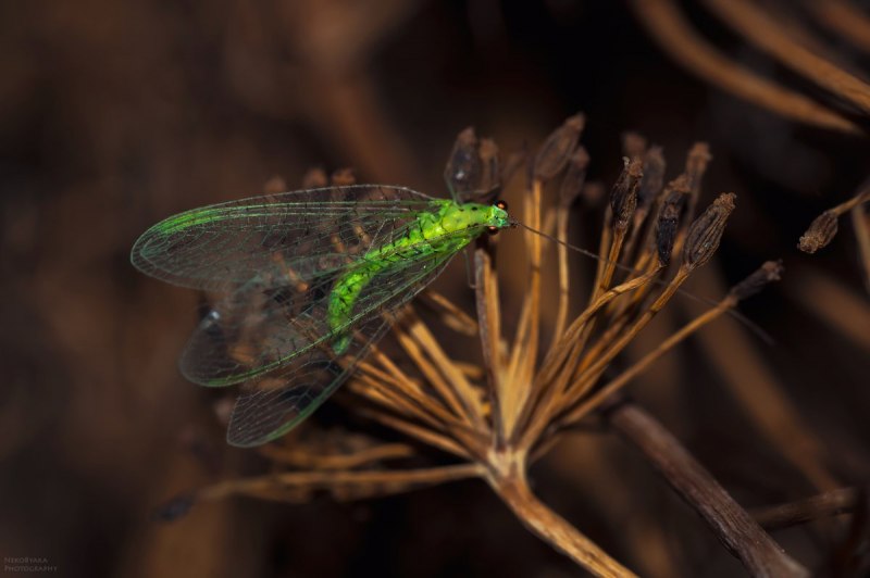 Златоглазка Chrysopa