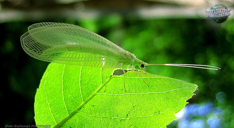Libelloides macaronius