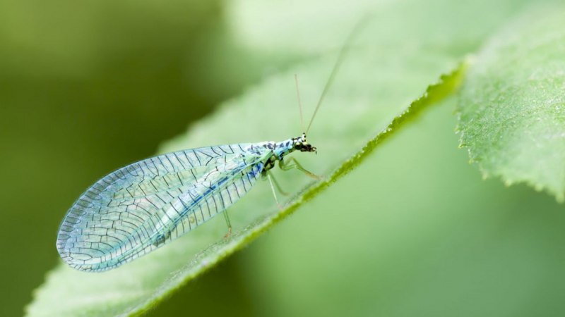 Chrysopidae (златоглазка)