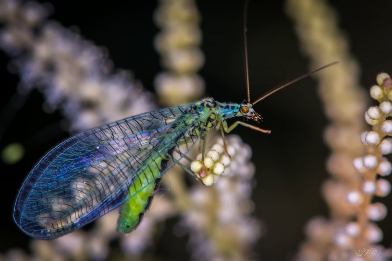 Златоглазки Nothochrysinae