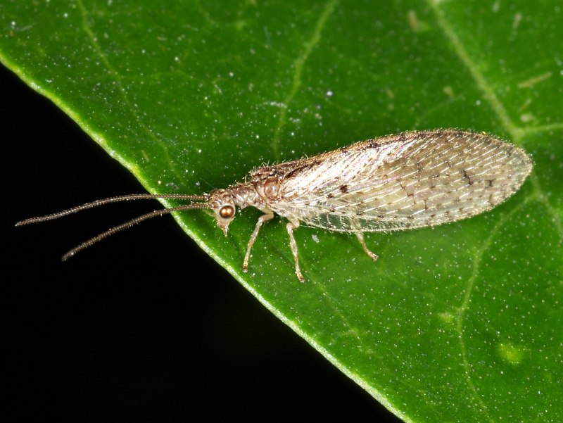 Neuroptera сетчатокрылые