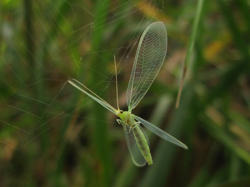 Подсемейство Chrysopidae