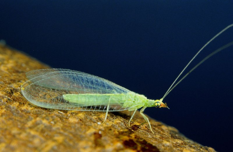 Neuroptera сетчатокрылые