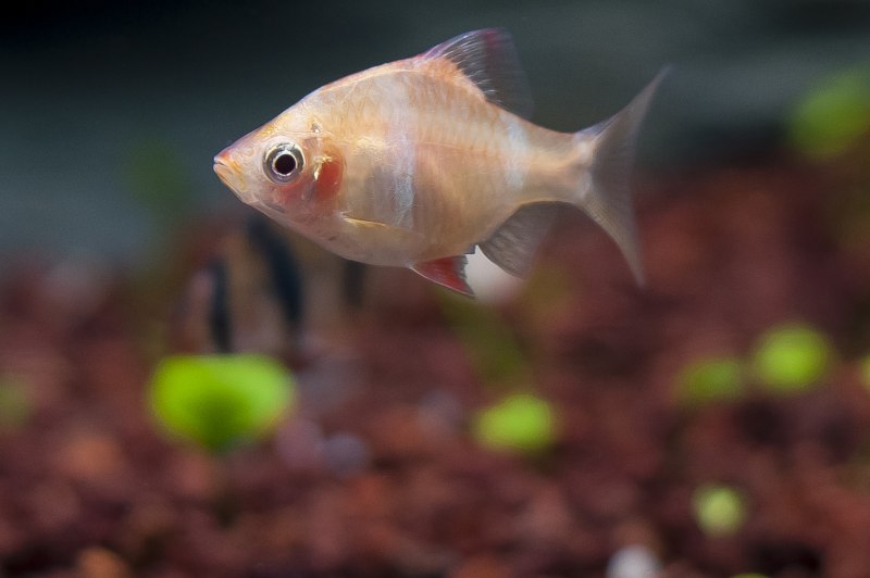 Puntius melanampyx