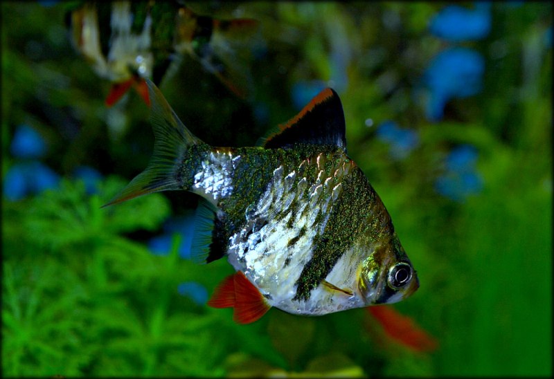 Pethia conchonius