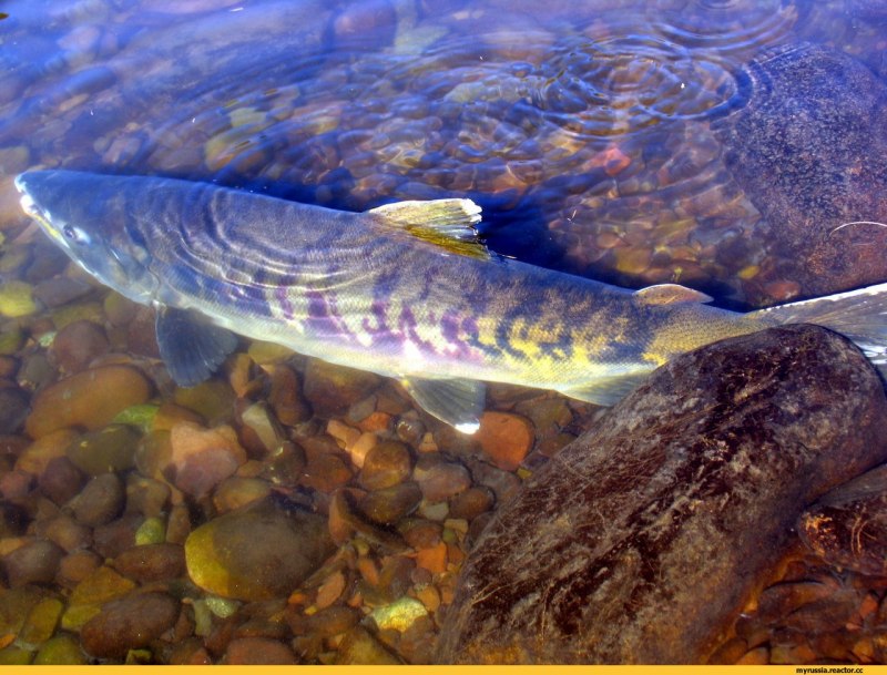 Атлантическая треска (gadus morhua)