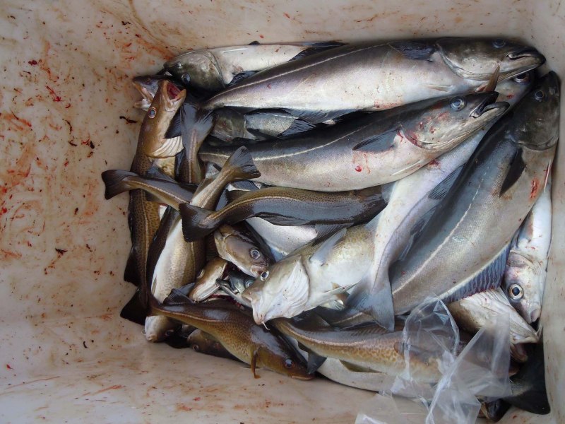 Сибас морской окунь