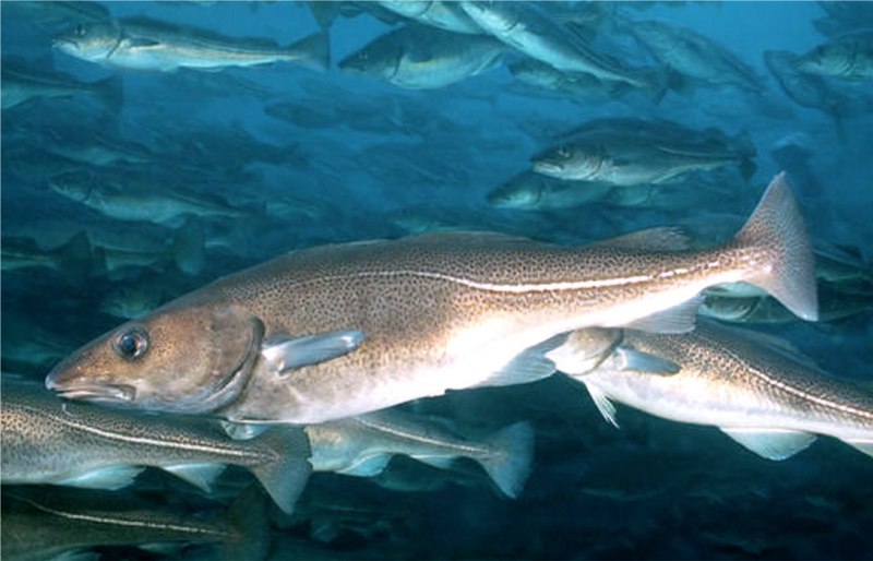Eleginus navaga