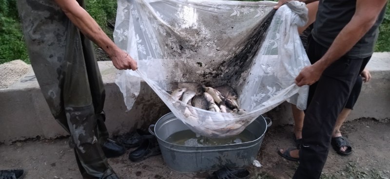 Атлантическая треска (gadus morhua)