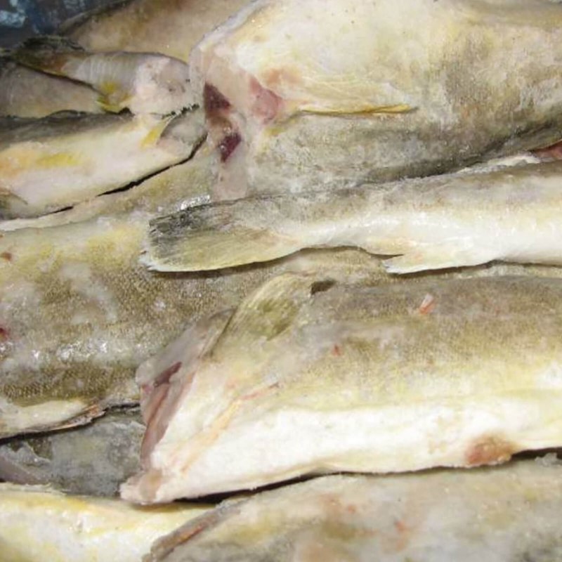 Морская рыба пикша