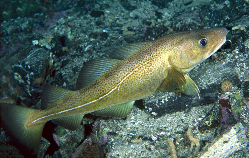 Атлантическая треска (gadus morhua)
