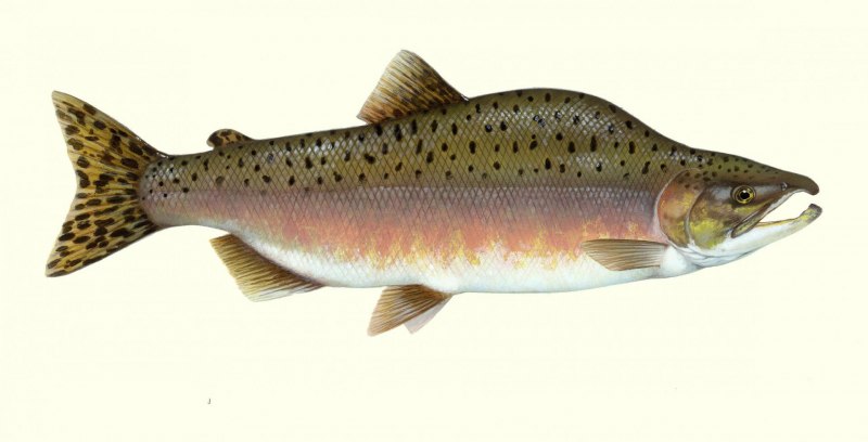 Oncorhynchus gorbuscha (Walbaum) горбуша