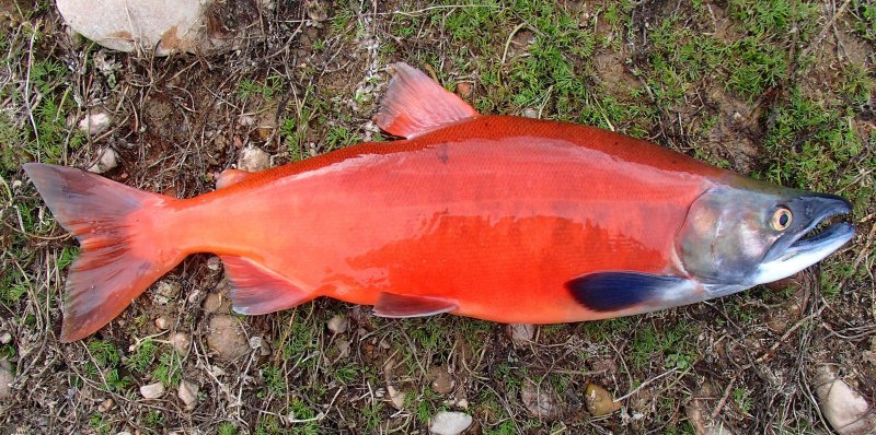 Горбуша (Oncorhynchus gorbuscha)