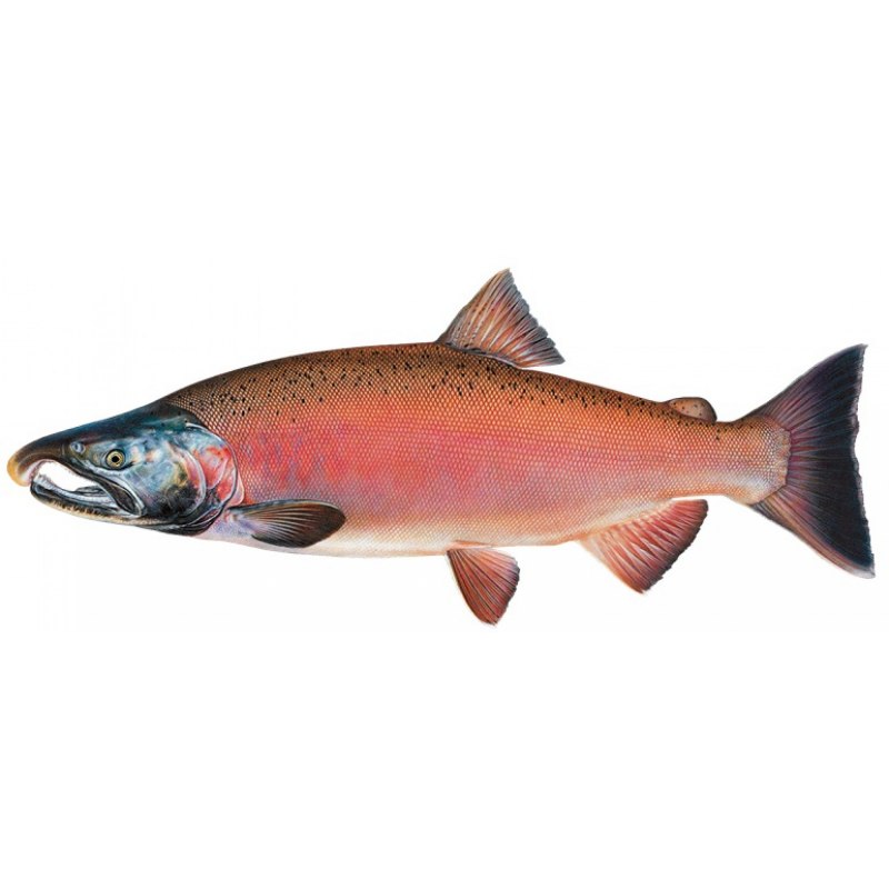 Chinook Salmon Fish