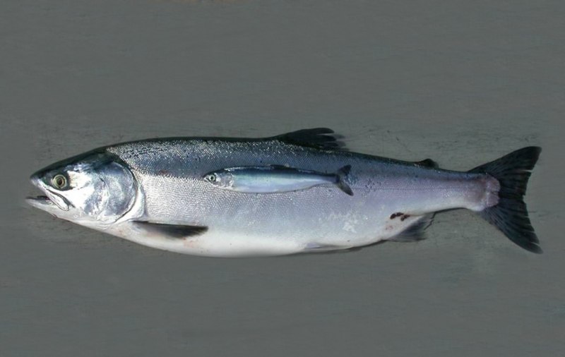Чавыча Oncorhynchus tshawytscha
