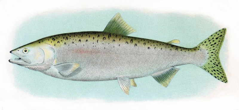 Горбуша (Oncorhynchus gorbuscha)