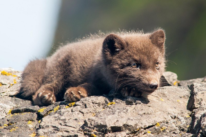 Arctic Fox Summer