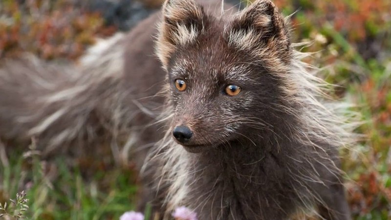 Командорский голубой песец