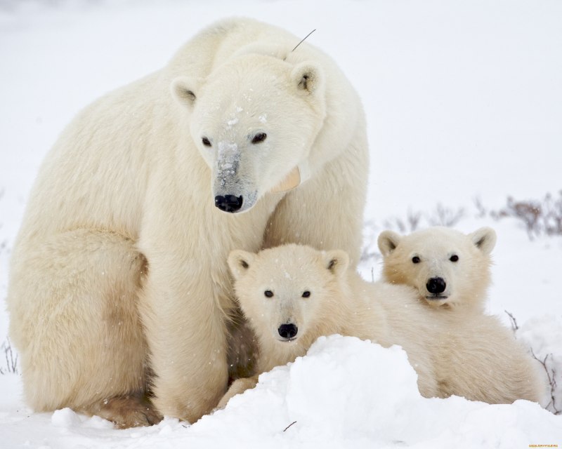 Белый медведь (лат. Ursus maritimus)
