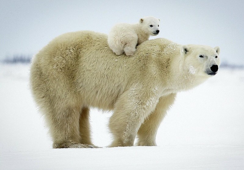 Роза белый медведь (White Bear)