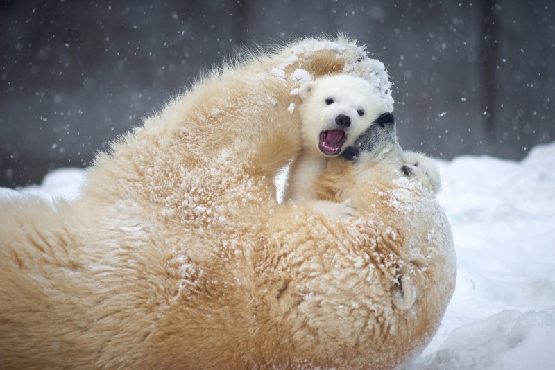 Смешной белый Медвежонок