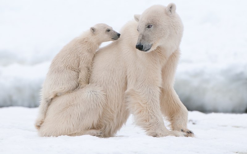 Белый медведь Ursus maritimus