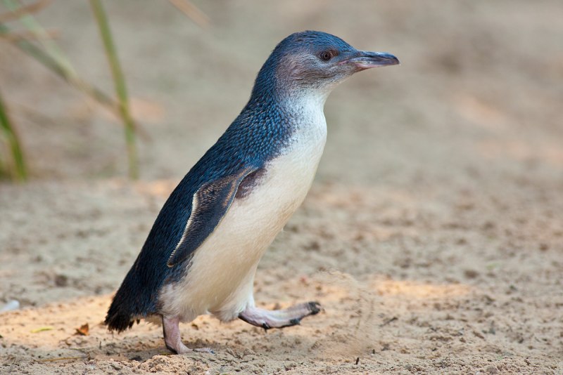 Карликовый пингвин (70 фото)