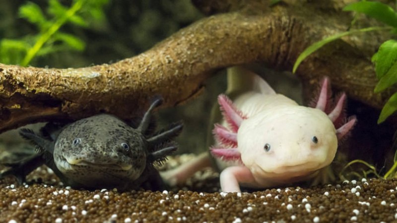 Калифорнийскую амбистому (Ambystoma californiense).