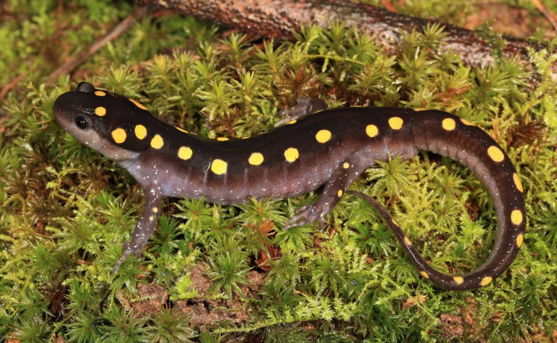 Амбистома мраморная Ambystoma opacum