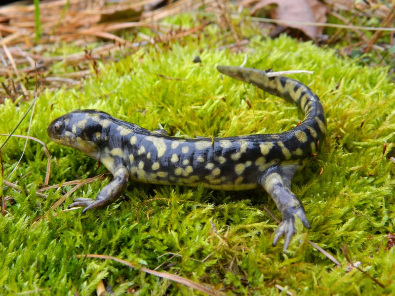 Аксолотль (Ambystoma mexicanum)