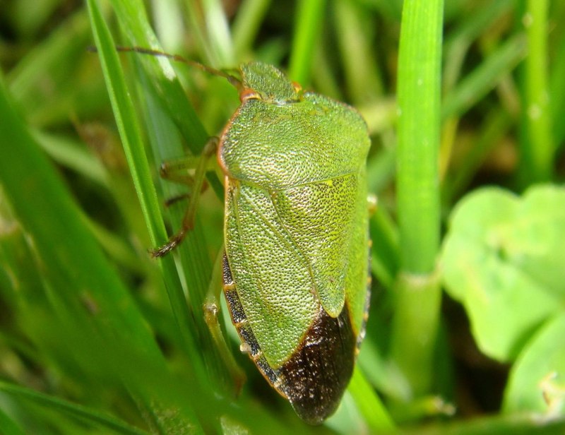 Коричнево-мраморный клоп (Halyomorpha halys)