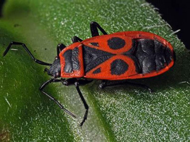 Palomena prasina