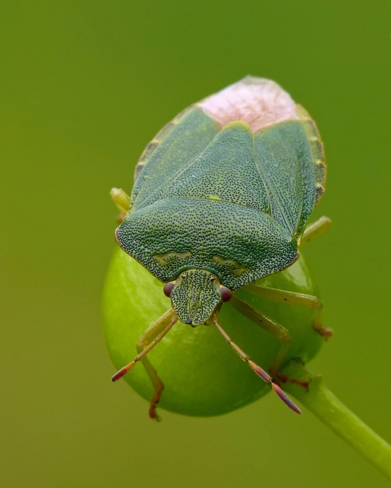 Dolycoris baccarum - щитник ягодный