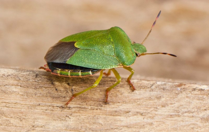 Carpocoris purpureipennis